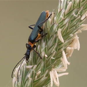 Chauliognathus lugubris at Killara, VIC - 24 Nov 2024