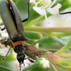 Chauliognathus lugubris at Killara, VIC - 24 Nov 2024