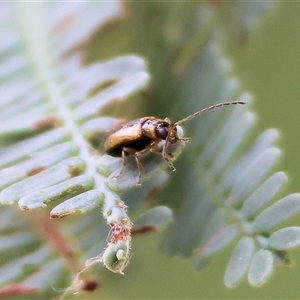 Monolepta froggatti at Killara, VIC by KylieWaldon