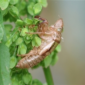 Cicadettini sp. (tribe) (Cicada) at Killara, VIC by KylieWaldon