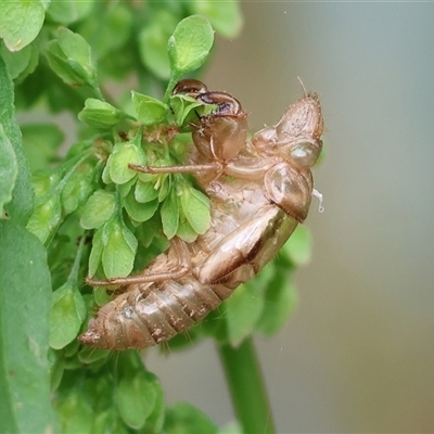 Cicadettini sp. (tribe) (Cicada) at Killara, VIC - 24 Nov 2024 by KylieWaldon