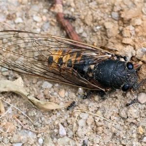 Plerapsalta incipiens at Killara, VIC - 24 Nov 2024