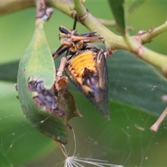 Plerapsalta incipiens at Killara, VIC - 24 Nov 2024