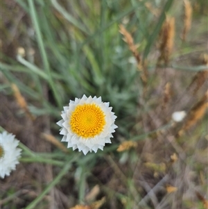 Ammobium alatum at Monga, NSW - 28 Nov 2024