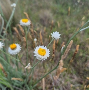 Ammobium alatum at Monga, NSW - 28 Nov 2024