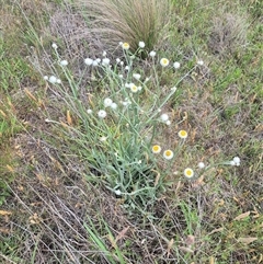 Ammobium alatum at Monga, NSW - 28 Nov 2024