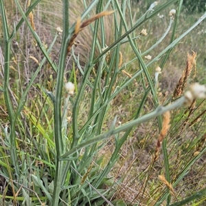 Ammobium alatum at Monga, NSW - 28 Nov 2024