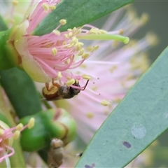 Unidentified Bee (Hymenoptera, Apiformes) at Killara, VIC - 23 Nov 2024 by KylieWaldon