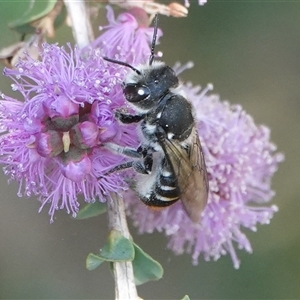 Megachile ferox (Resin bee) at Hall, ACT by Anna123