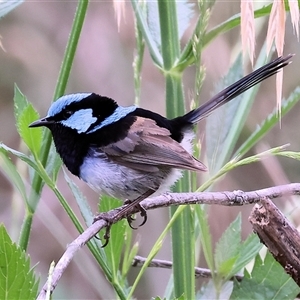 Malurus cyaneus (Superb Fairywren) at Killara, VIC by KylieWaldon