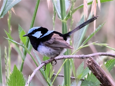 Malurus cyaneus (Superb Fairywren) at Killara, VIC - 23 Nov 2024 by KylieWaldon