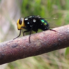 Amenia sp. (genus) (Yellow-headed Blowfly) at Monga, NSW - 28 Nov 2024 by clarehoneydove