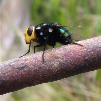 Amenia sp. (genus) (Yellow-headed Blowfly) at Monga, NSW - 28 Nov 2024 by clarehoneydove