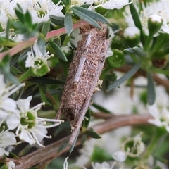 Trigonocyttara clandestina at Killara, VIC - 23 Nov 2024 by KylieWaldon