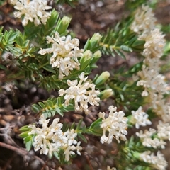 Pimelea linifolia subsp. caesia at Mount Clear, ACT - 28 Nov 2024 by BethanyDunne