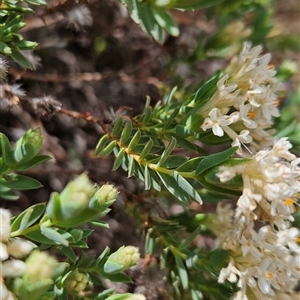 Pimelea linifolia subsp. caesia at Mount Clear, ACT - 28 Nov 2024 12:15 PM