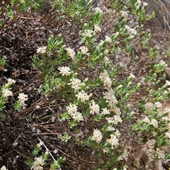 Pimelea linifolia subsp. caesia at Mount Clear, ACT - 28 Nov 2024 12:15 PM