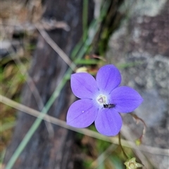 Wahlenbergia planiflora subsp. planiflora at Mount Clear, ACT - 28 Nov 2024