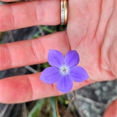 Wahlenbergia planiflora subsp. planiflora at Mount Clear, ACT - 28 Nov 2024