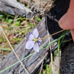 Wahlenbergia planiflora subsp. planiflora at Mount Clear, ACT - 28 Nov 2024