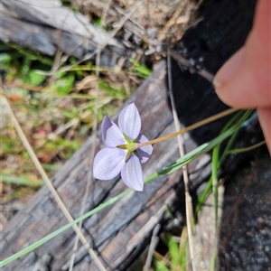 Wahlenbergia planiflora subsp. planiflora at Mount Clear, ACT - 28 Nov 2024