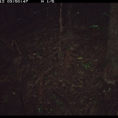 Perameles nasuta at Lorne, NSW - 12 Nov 2024 by Butlinz