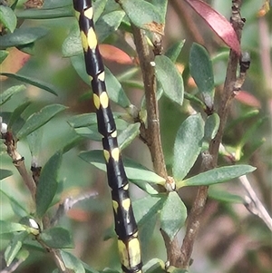 Synthemis eustalacta (Swamp Tigertail) at Monga, NSW by clarehoneydove