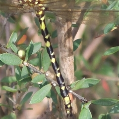 Synthemis eustalacta at Monga, NSW - 28 Nov 2024