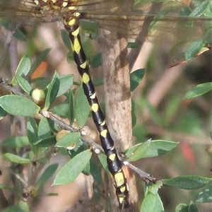 Synthemis eustalacta at Monga, NSW - 28 Nov 2024