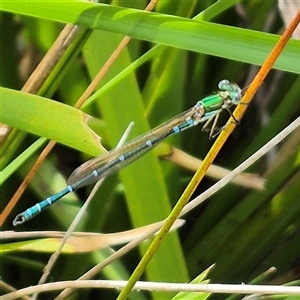 Austrolestes cingulatus (Metallic Ringtail) at Monga, NSW by clarehoneydove