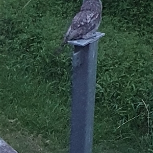 Podargus strigoides (Tawny Frogmouth) at Shark Creek, NSW by Topwood