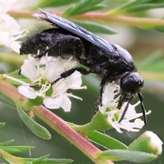 Scoliidae (family) (Unidentified Hairy Flower Wasp) at Killara, VIC - 24 Nov 2024 by KylieWaldon