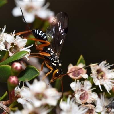 Pristaulacus flavoguttatus (Aulacid wasp) at Jerrabomberra, NSW - 28 Nov 2024 by DianneClarke