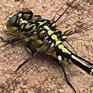 Austrogomphus guerini at Monga, NSW - 28 Nov 2024