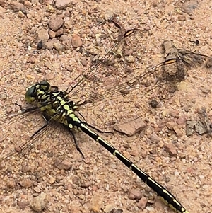 Austrogomphus guerini at Monga, NSW - 28 Nov 2024