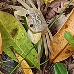 Unidentified Other Crustacean at Diggers Camp, NSW - 28 Nov 2024 by Topwood