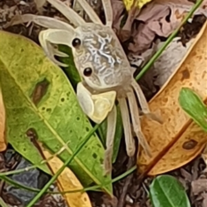 Unidentified Other Crustacean at Diggers Camp, NSW by Topwood