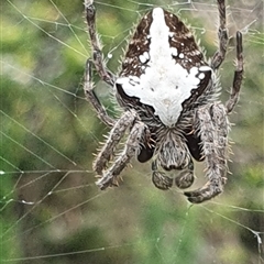 Unidentified Other web-building spider at Diggers Camp, NSW - 28 Nov 2024 by Topwood