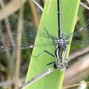 Austroargiolestes icteromelas at Monga, NSW - 28 Nov 2024 04:05 PM