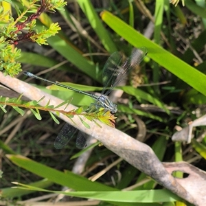 Austroargiolestes icteromelas at Monga, NSW - 28 Nov 2024 04:05 PM