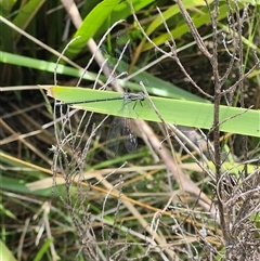 Austroargiolestes icteromelas at Monga, NSW - 28 Nov 2024 04:05 PM