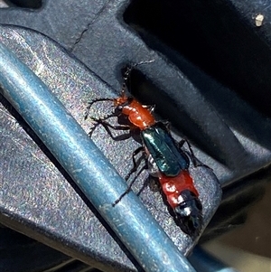 Carphurini sp. (tribe) (Soft-winged flower beetle) at Yarralumla, ACT by SteveBorkowskis