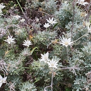 Actinotus helianthi at Diggers Camp, NSW - suppressed