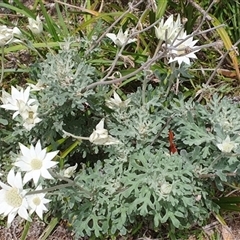 Actinotus helianthi at Diggers Camp, NSW - 28 Nov 2024