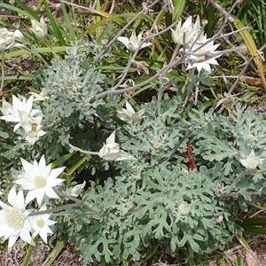 Actinotus helianthi at Diggers Camp, NSW - 28 Nov 2024