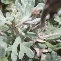 Actinotus helianthi at Diggers Camp, NSW - suppressed