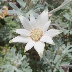 Actinotus helianthi at Diggers Camp, NSW - suppressed