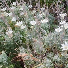 Actinotus helianthi at Diggers Camp, NSW - 28 Nov 2024