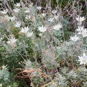 Actinotus helianthi at Diggers Camp, NSW - 28 Nov 2024