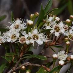 Kunzea ericoides (Burgan) at Jerrabomberra, NSW - 28 Nov 2024 by DianneClarke